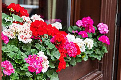 吉田修平透露《Wild》取消原因：野心过于庞大